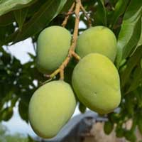 sugar defender ingredients african mango